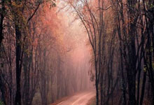 山东泰山主场告捷，一鼓作气迈向胜利